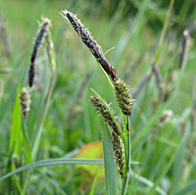 Picture of Common Sedge Plant