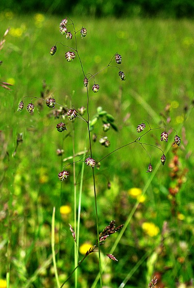 Picture of quaking grass grass  Mike Draycott