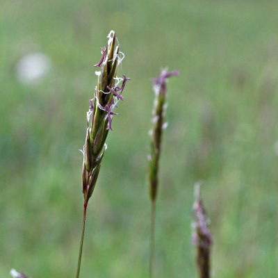 Picture of Sweet Vernal Grass  Mike Draycott