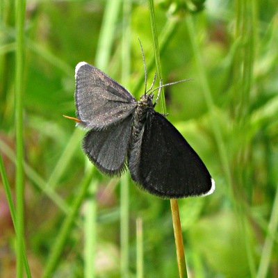Picture of Chimney Sweeper Moth, © Mike Draycott