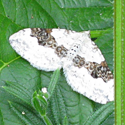 Picture of Silver Ground Carpet Moth moth,
 © Mike Draycott
