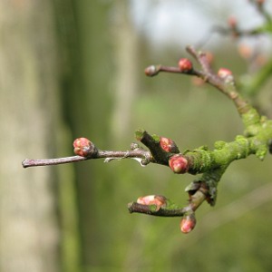 picture of shrub buds
