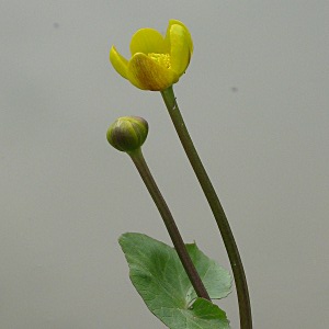 Picture Marsh Marigold