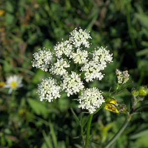 Picture of pignut