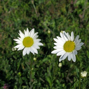 Picture of Oxeye daisy