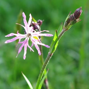 Picture of Ragged Robin