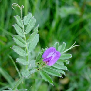Picture of Common Vetch