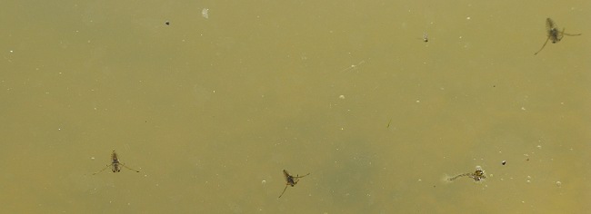 Picture of bugs in pond