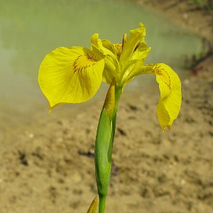 Picture of flag iris