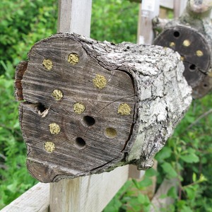 Picture of Bee nests