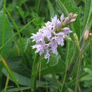 Picture of common spotted orchid