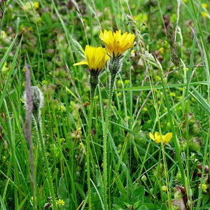 Picture of Rough Hawkbit