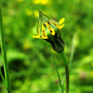 Picture of goats beard