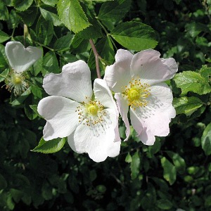 Picture of dog rose