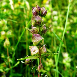 Picture of yellow rattle seed head