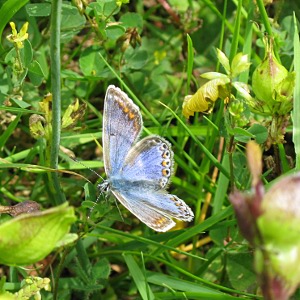 Picture of common blue butterfly