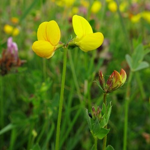 Picture of birds foot trefoil