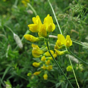 Picture of Meadow Vetchling
