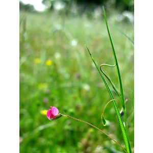 Picture of common grass vetch