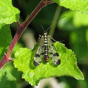 Picture of sawfly