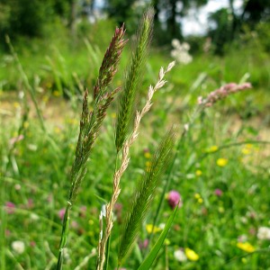 Picture of grasses