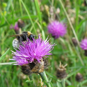 Picture of bee and knapweed
