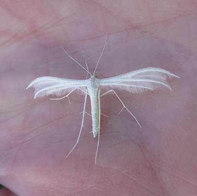 Picture of White plume moth