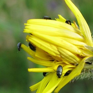 Picture of White Plume moth