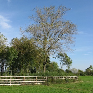 Picture of Black Poplar