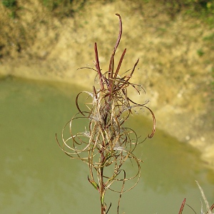 Picture of Willowherb seed head