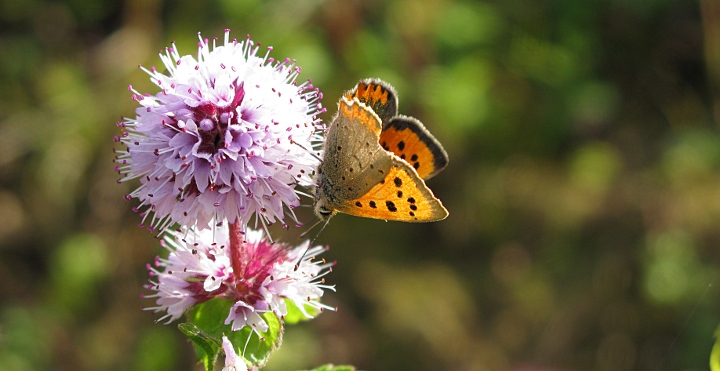 Picture of Small Copper butterfly