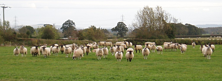 picture of sheep