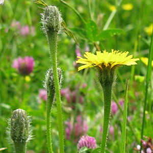 Picture of rough Hawkbit