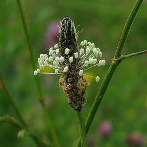 Picture of Plantain