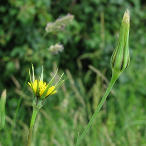 Picture of Goats Beard