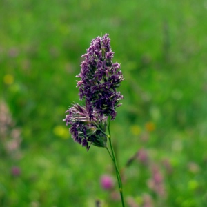 Picture of grass