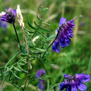 Picture of Tufted Vetch