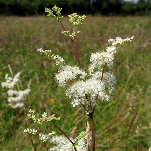 Picture of Meadowsweet