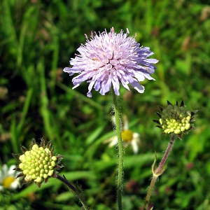 Picture of Field Scabious
