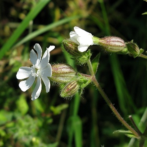 Picture of rough White Campion