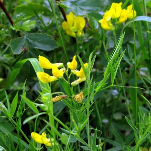 Picture of Yellow Meadow Vetchling