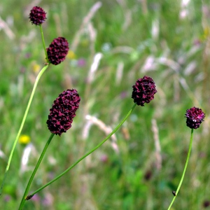 Picture of Great Burnet