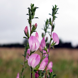 Picture of Spiny Restharrow
