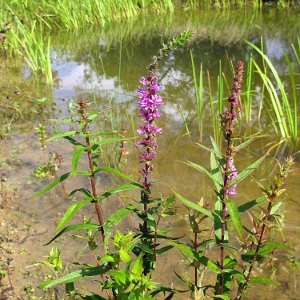 Picture of Purple Loosestrife