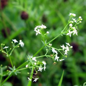 Picture of Hedge Bedstraw