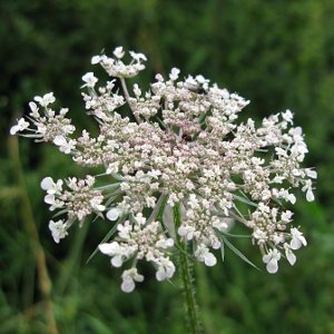 Picture of Wild Carrot