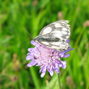 Picture of MArbled White butterfly