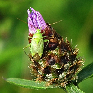 Picture of Capsid bug