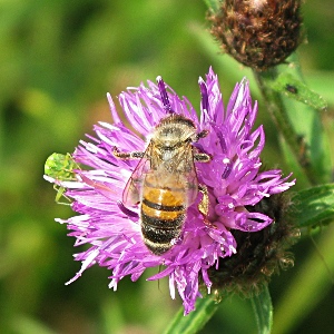 Picture of Bee