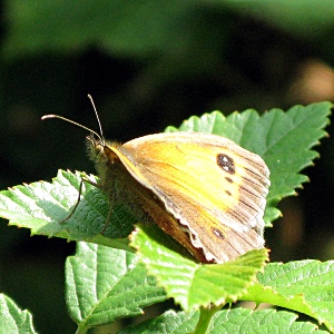 Picture of meadow brown butterfly